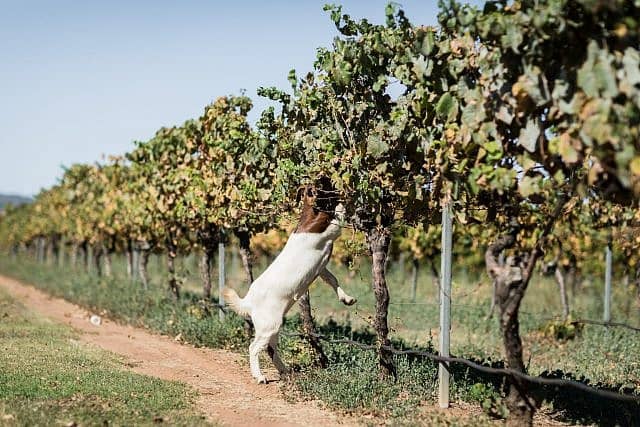 Goat eat grapes at a wedding in Henley Brook