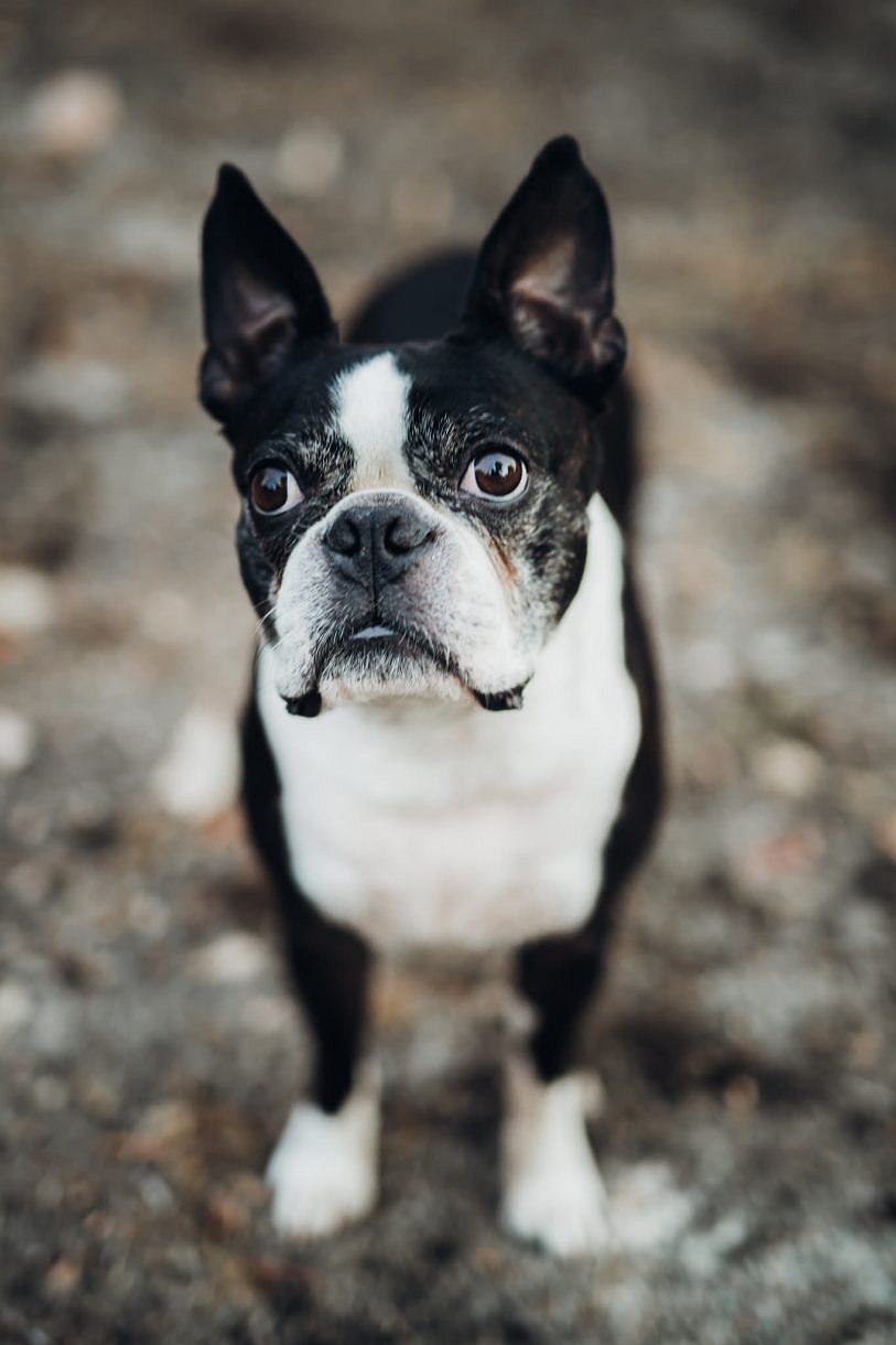 Adam Levi Browne Portrait and Wedding Photography Lifestyle Pet Photographer