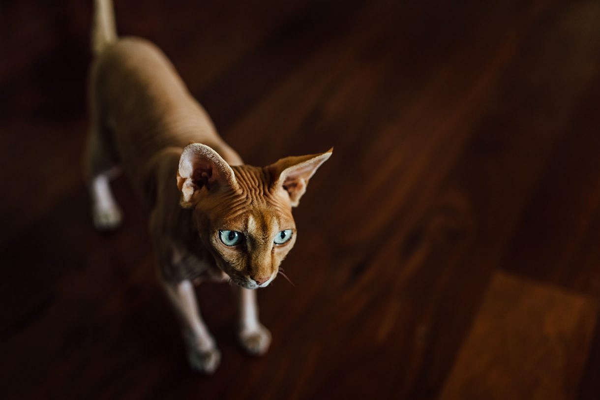 Adam Levi Browne Portrait and Wedding Photography Lifestyle Pet Photographer