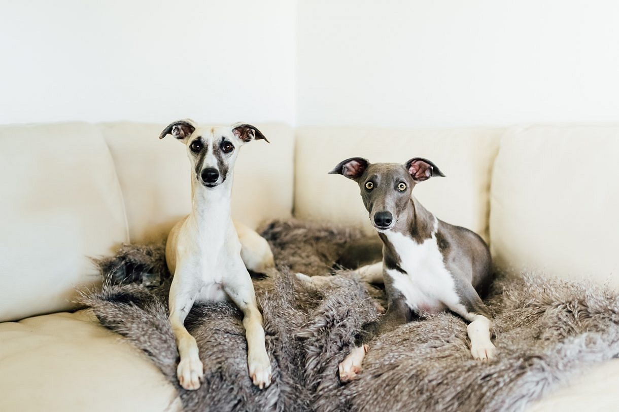 Adam Levi Browne Portrait and Wedding Photography Lifestyle Pet Photographer