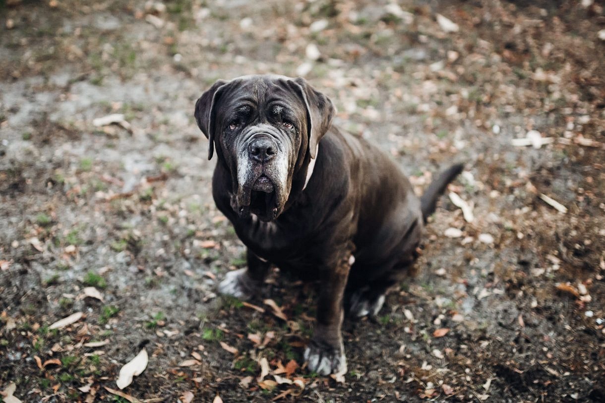 Adam Levi Browne Portrait and Wedding Photography Lifestyle Pet Photographer