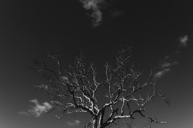 Leafless Tree Brigadoon