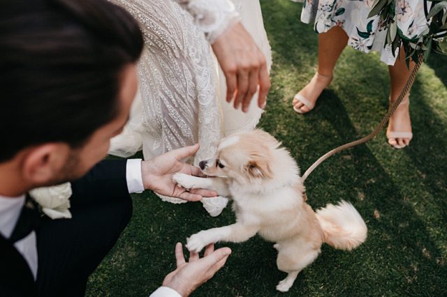 318 Dog Wedding Ceremony Perth Ashleigh Jade